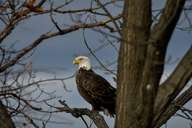 Winter birding opportunities abound in Ohio